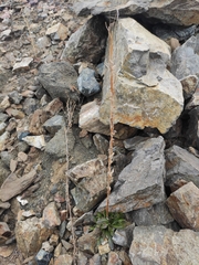 Arabis sagittata borealis