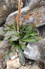 Arabis sagittata borealis