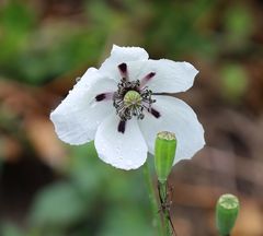 Papaver dubium austromoravicum