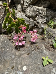 Begonia bracteosa