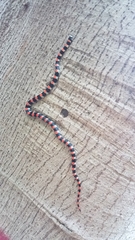 Scolecophis atrocinctus