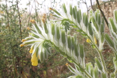 Onosma gigantea