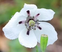 Papaver dubium austromoravicum