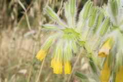 Onosma gigantea