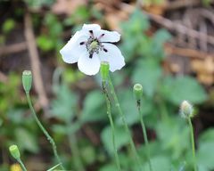 Papaver dubium austromoravicum