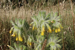 Onosma gigantea