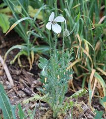 Papaver dubium austromoravicum