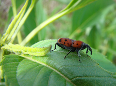 Rhodobaenus tredecimpunctatus