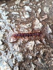 Lithobius pilicornis