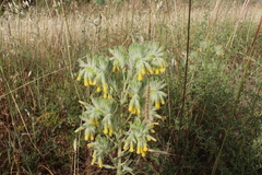 Onosma gigantea