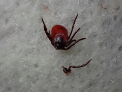 Ixodes pacificus