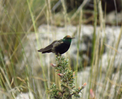 Oreotrochilus melanogaster