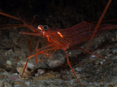 Lysmata rafa