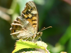 Pararge aegeria