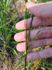 Juncus elliottii