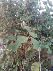 Piliostigma thonningii