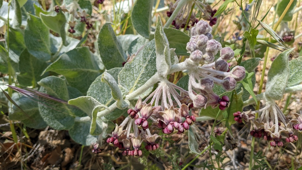 California milkweed from Camp Ohlone, Alameda County, CA, USA on May 11 ...