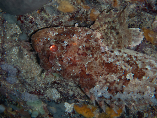 Škarpun (Scorpaena porcus)