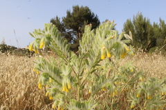 Onosma gigantea