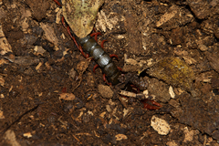 Cormocephalus nitidus