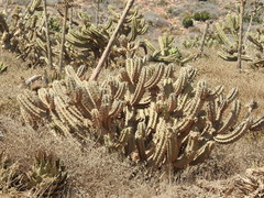Myrtillocactus cochal