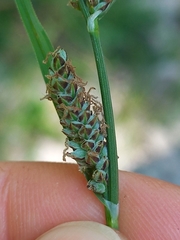 Carex tomentosa