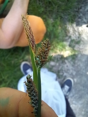 Carex tomentosa