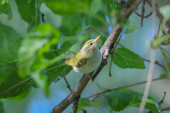 Phylloscopus claudiae