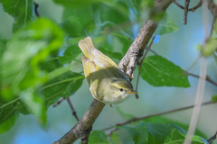 Phylloscopus claudiae