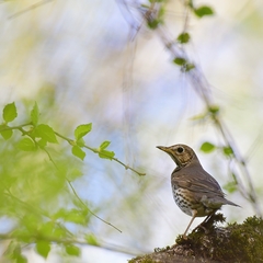 Turdus philomelos