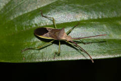 Plinachtus imitator
