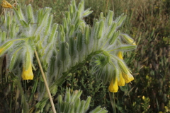 Onosma gigantea