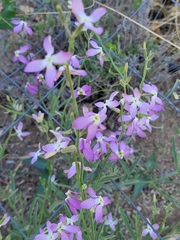 Matthiola longipetala