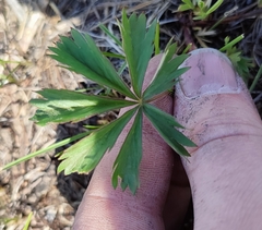 Potentilla thuringiaca