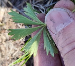 Potentilla thuringiaca