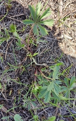 Potentilla thuringiaca