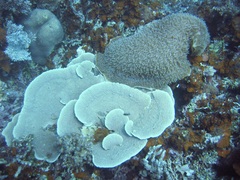 Amplexidiscus fenestrafer