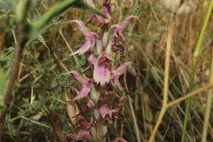 Anacamptis sancta