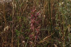 Anacamptis sancta