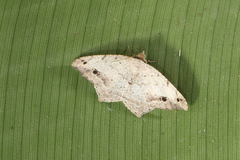 Psamatodes pernicata