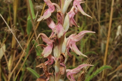 Anacamptis sancta