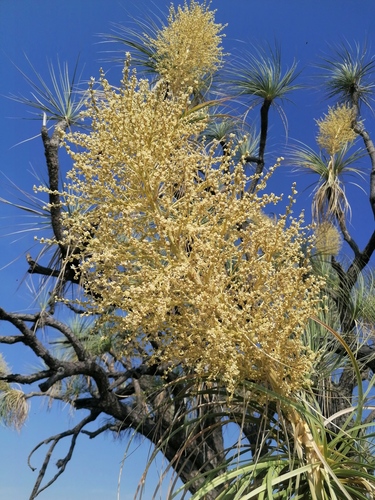 Mexican Pony Tail Palm