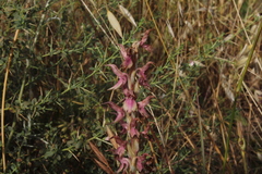 Anacamptis sancta