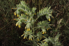 Onosma gigantea