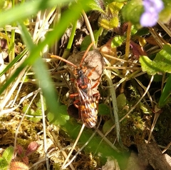Nomada lathburiana