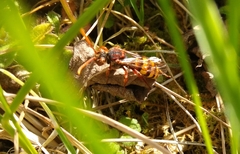 Nomada lathburiana