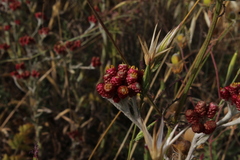 Helichrysum sanguineum