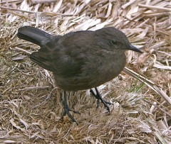 Cinclodes antarcticus