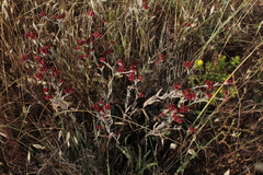 Helichrysum sanguineum