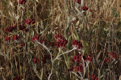 Helichrysum sanguineum